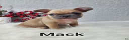 French Bulldog dogs for sale: Mack - Ad 6
