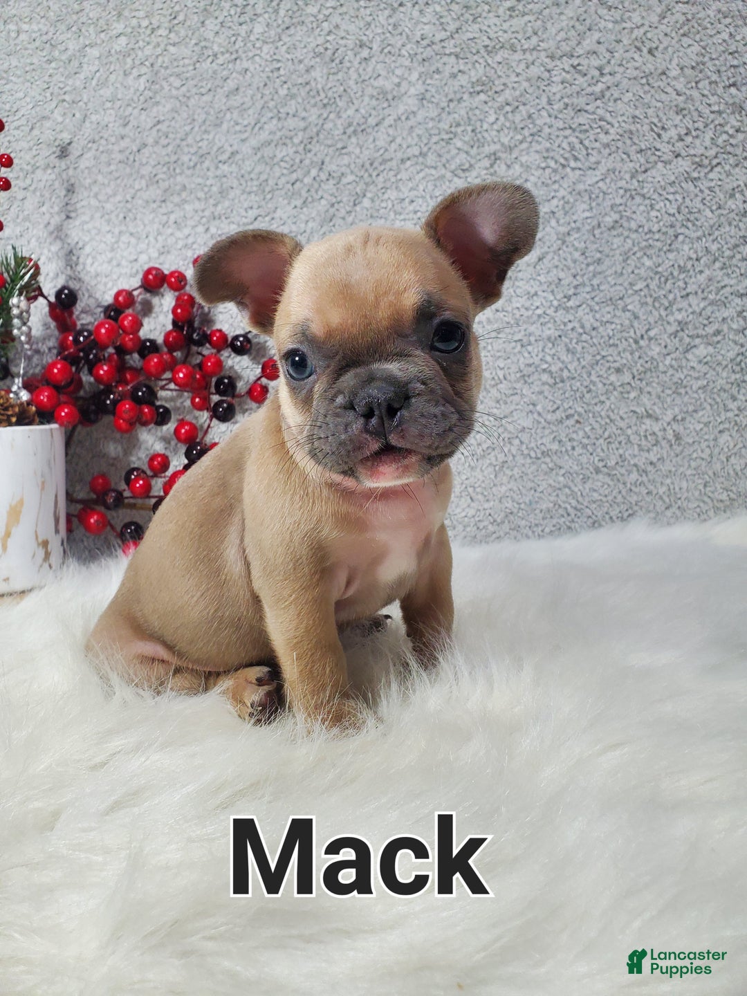 French Bulldog dogs for sale: Mack - Ad 6