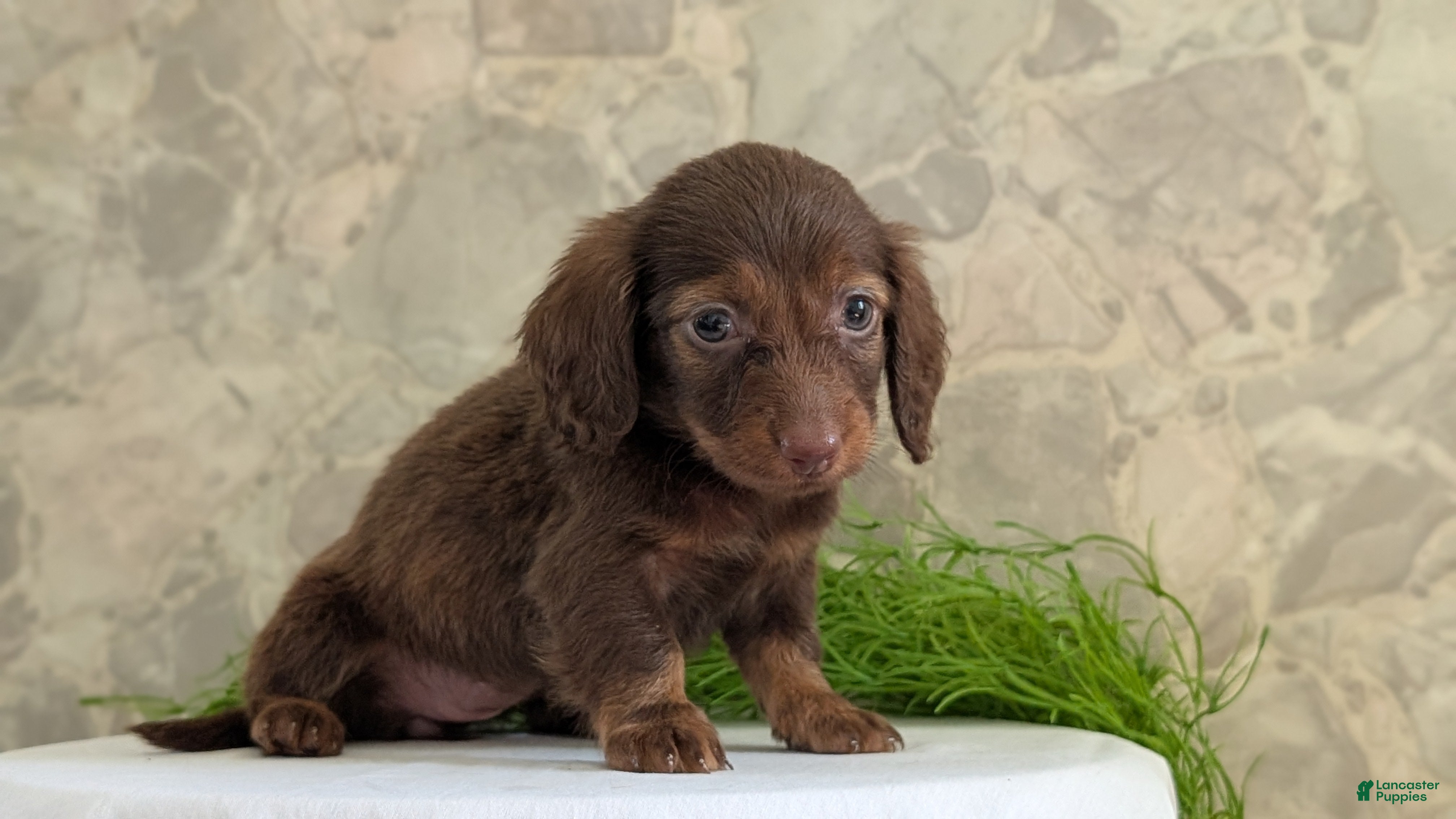 Miniature Dachshund dogs Lucy - Ad 2