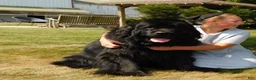 Newfoundland dogs for sale: AKC OFA BEAR - Ad 9