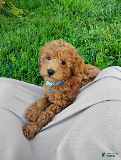 Gallery Image {{count}}