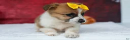 Welsh Corgi Pembroke dogs for sale: Ariel 💕 - Ad 4
