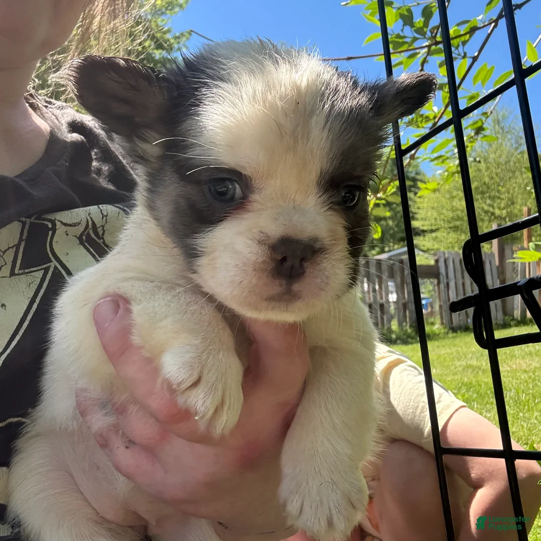 French Bulldog dogs for sale: French Bulldog Puppy 2 (fluffy) - Ad 1