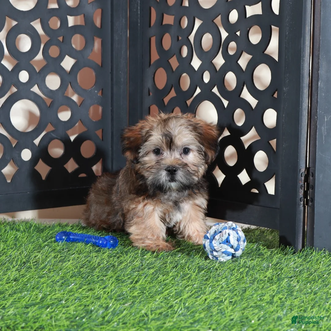 Shorkie dogs for sale: Tommy Sweetest Male Shorkie Puppy - Ad 1