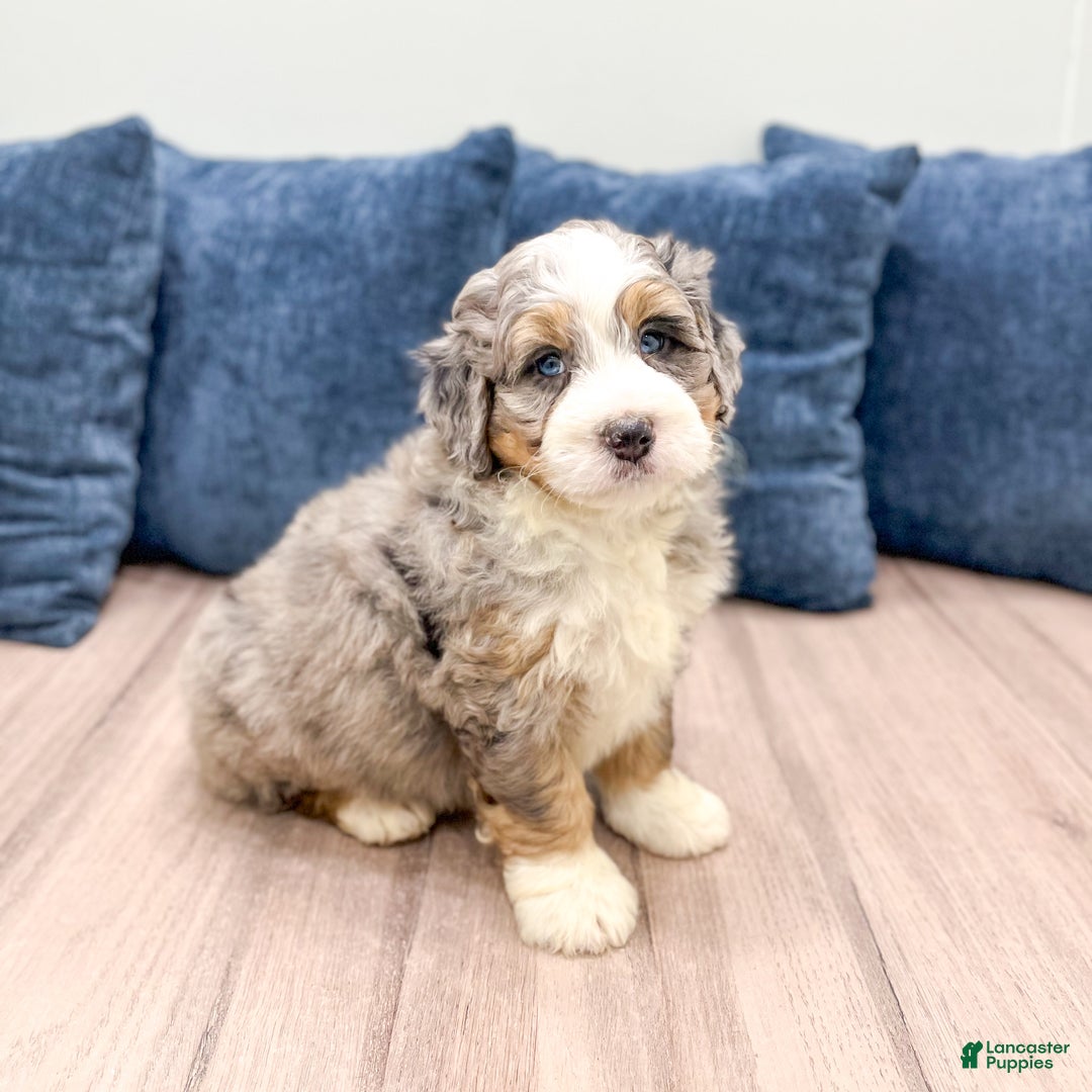 Mini Bernedoodle dogs for sale: Brody - Ad 2
