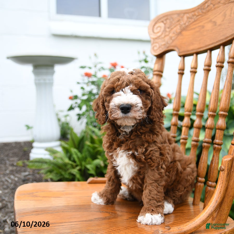 Mini Goldendoodle dogs Lenny - Ad 2