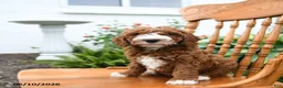Mini Goldendoodle dogs for sale: Lenny - Ad 2