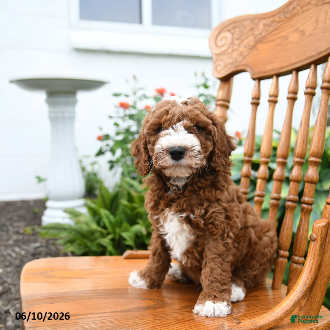 Mini Goldendoodle dogs for sale: Lenny - Ad 2