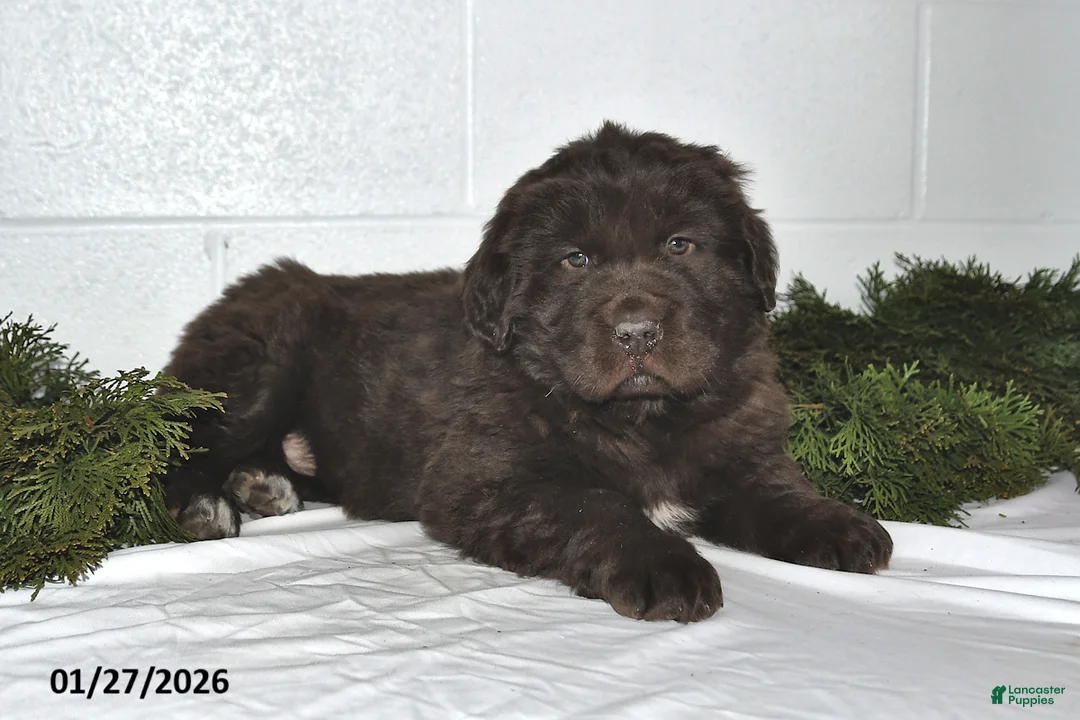 Newfoundland dogs for sale: Natalie - Ad 5