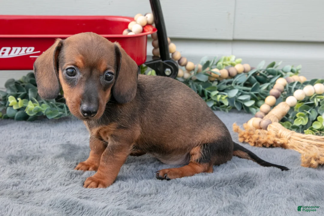 Miniature Dachshund dogs for sale: Matea - Ad 3