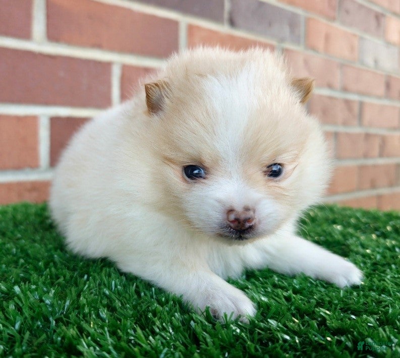 Pomeranian dogs Pomeranian Puppy 1 - Ad 17