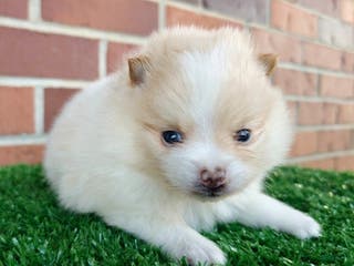 Pomeranian dogs Pomeranian Puppy 1 - Ad 11