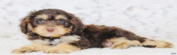Cavapoo dogs for sale: Sparky - Ad 6