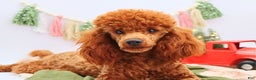 Miniature Poodle dogs for sale: Marshall - Ad 18