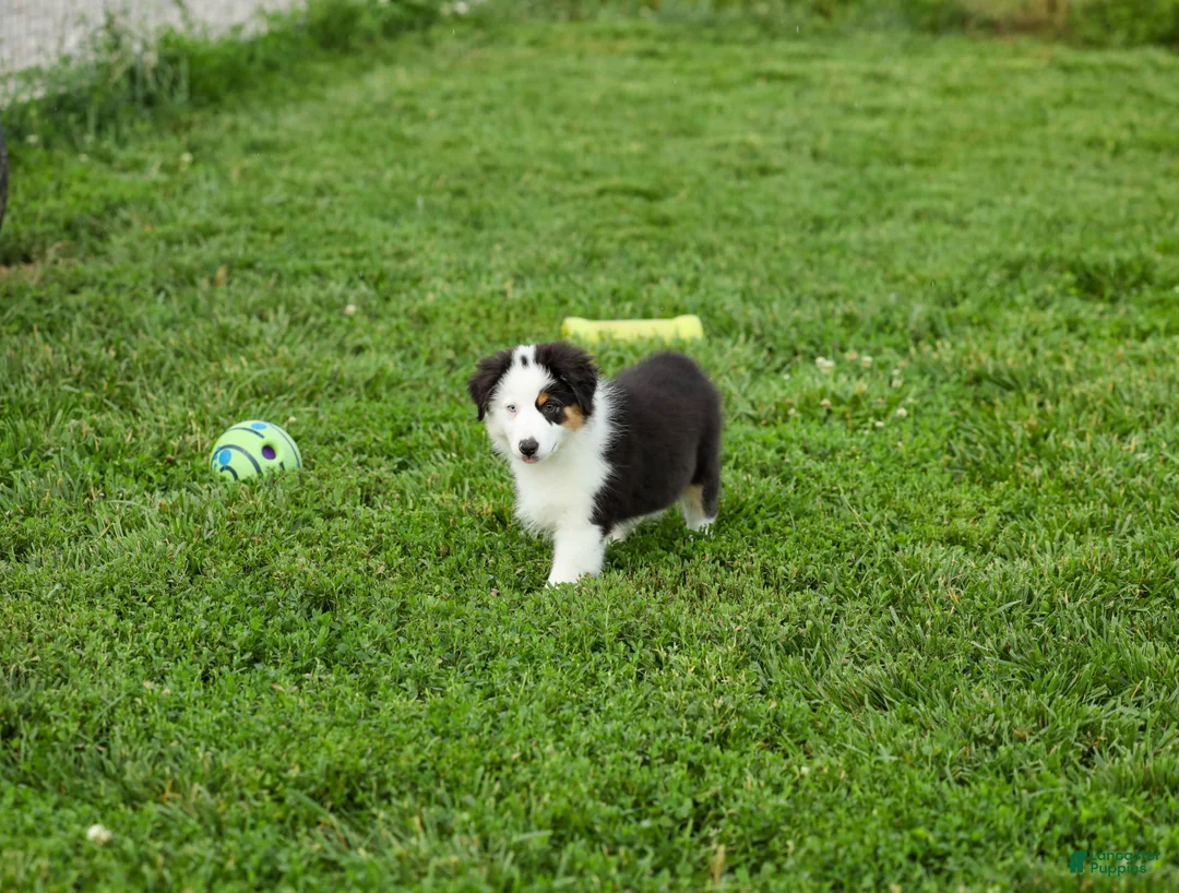 Miniature Australian Shepherd dogs for sale: Larana Miniature Australian Shepherd Puppy  - Ad 2