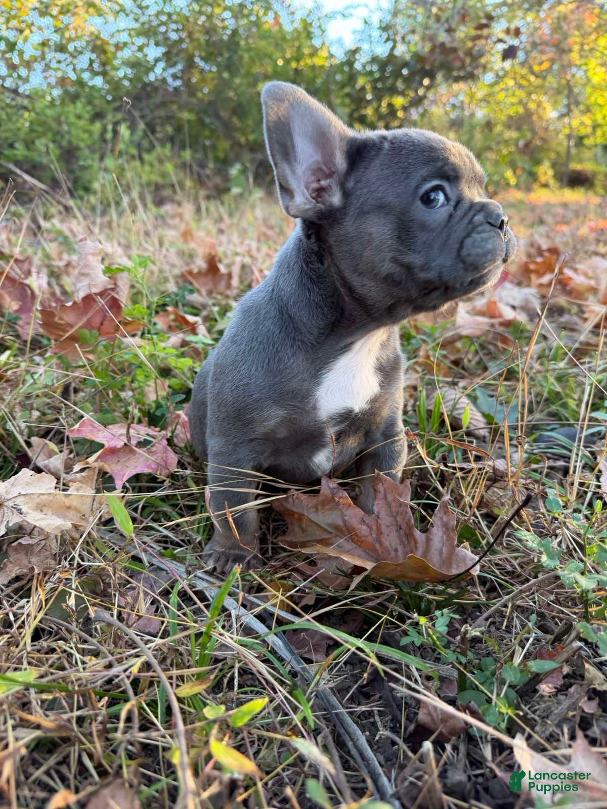 French Bulldog dogs French Bulldog Puppy 2 - Ad 2