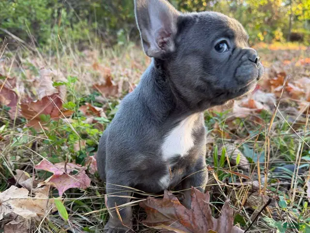 French Bulldog dogs for sale: French Bulldog Puppy 2 - Ad 2