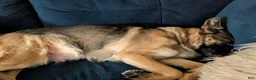 German Shepherd dogs for sale: Kieser - Ad 6
