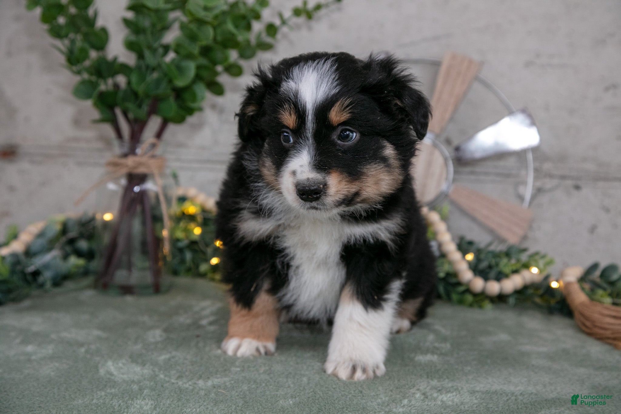 Australian Shepherd dogs Sampson - Ad 1