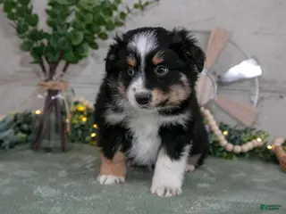 Australian Shepherd dogs for sale: Sampson - Ad 1