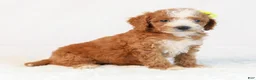 Mini Goldendoodle dogs for sale: Kona - Ad 5