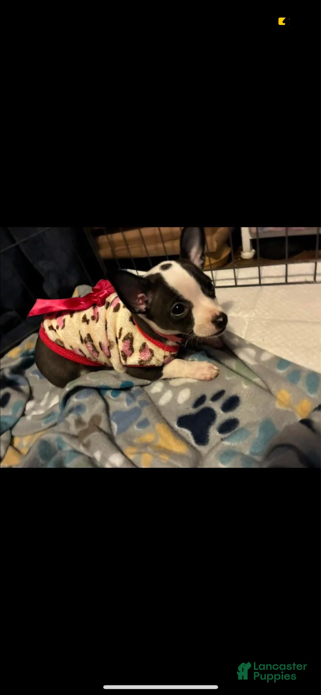 Chihuahua dogs for sale: Chihuahua Puppy 3 - Ad 2