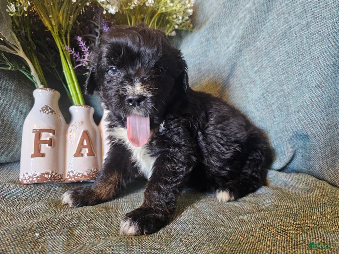 Mixed Breed dogs for sale: Poppy  - Ad 4