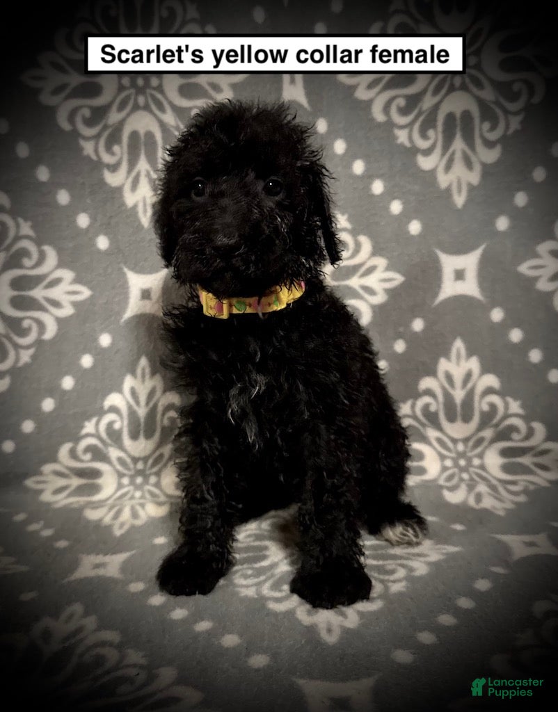 Standard Poodle dogs AKC Scarlet's Yellow Collar Female - Ad 5