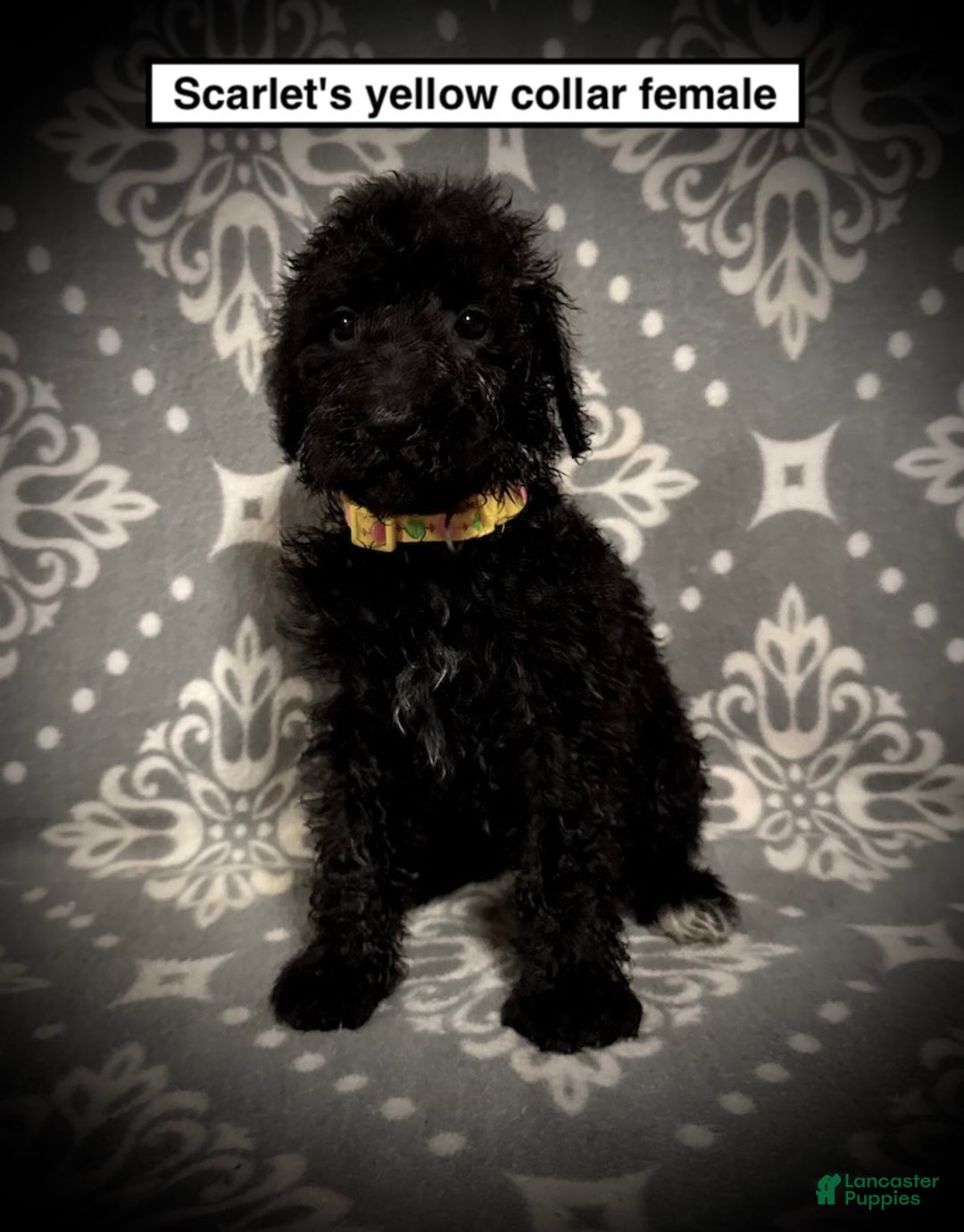 Standard Poodle dogs for sale: AKC Scarlet's Yellow Collar Female - Ad 1