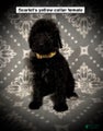AKC Scarlet's Yellow Collar Female