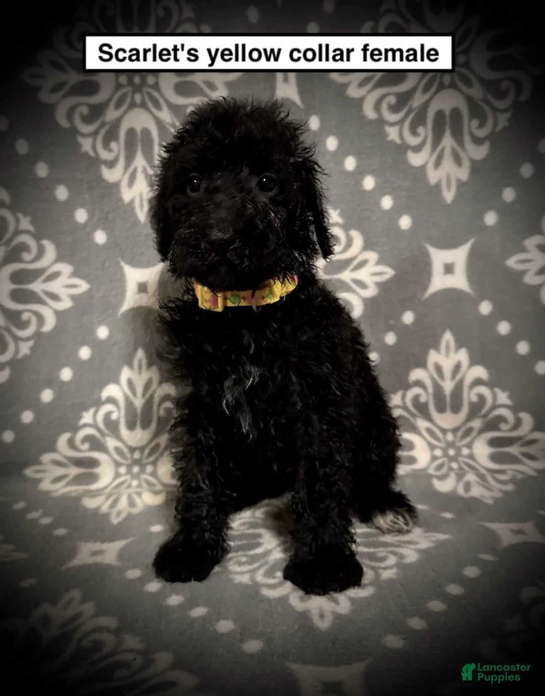 Standard Poodle dogs for sale: AKC Scarlet's Yellow Collar Female - Ad 1