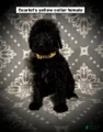 AKC Scarlet's Yellow Collar Female