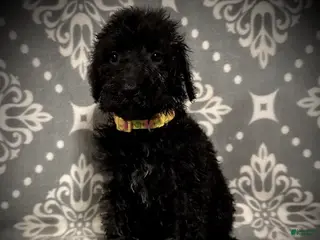 Standard Poodle dogs AKC Scarlet's Yellow Collar Female - Ad 24