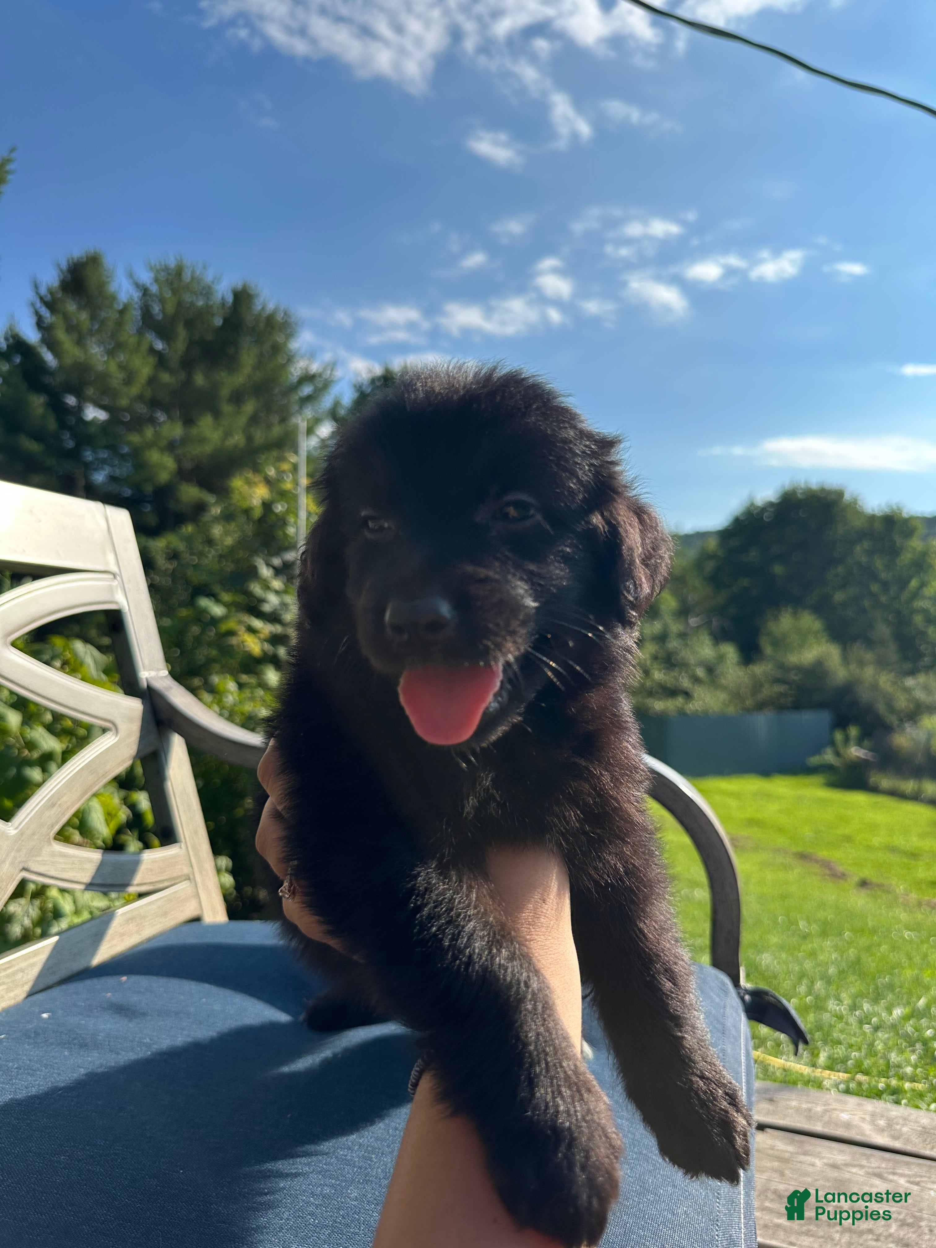 Golden Shepherd dogs Ember - Ad 1