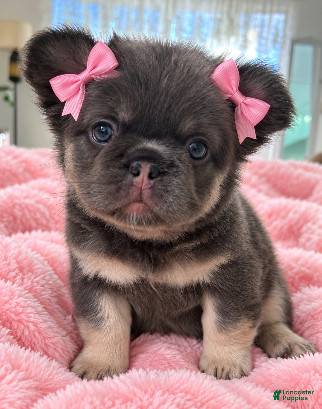 French Bulldog dogs for sale: JOLENE - Ad 2