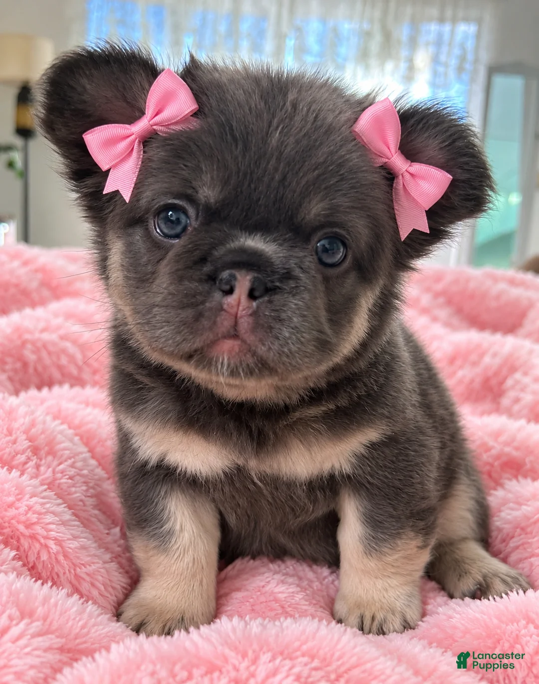 French Bulldog dogs for sale: JOLENE - Ad 1