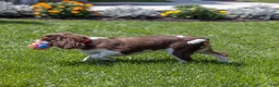 Cavalier King Charles Spaniel dogs for sale: Harley Davidson  - Ad 5