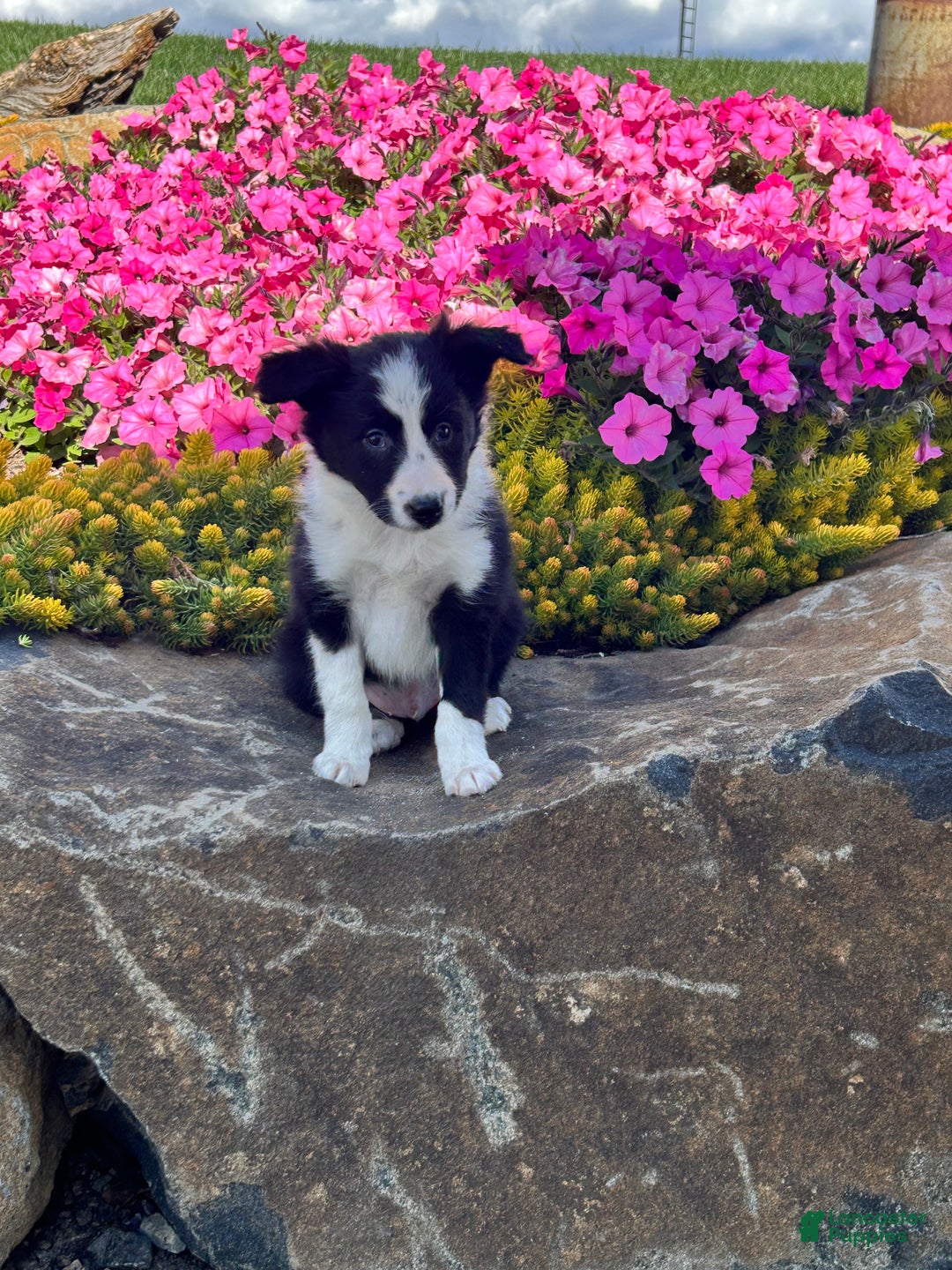 Mixed Breed dogs for sale: Hudson - Ad 4