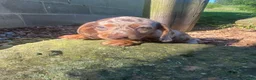 Miniature Dachshund dogs for sale: Lucy - Ad 10
