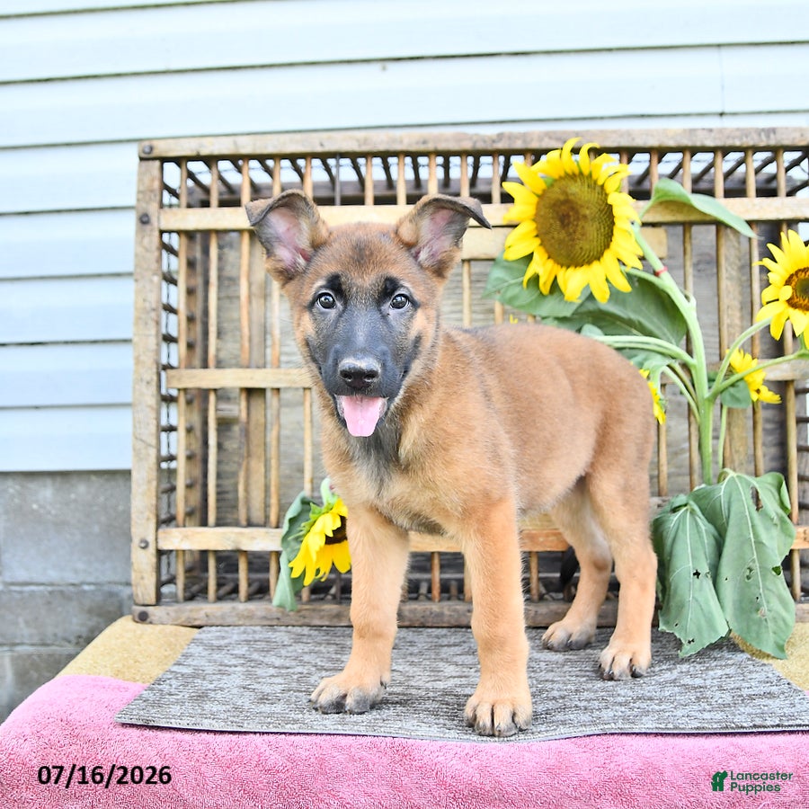 Mixed Breed dogs Autumn - Ad 2