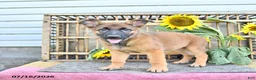 Mixed Breed dogs for sale: Autumn - Ad 4