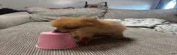 Pomeranian dogs for sale: Rosie  - Ad 10