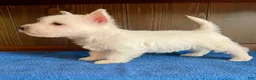 West Highland Terrier dogs for sale: West Highland Terrier 1 - Ad 1