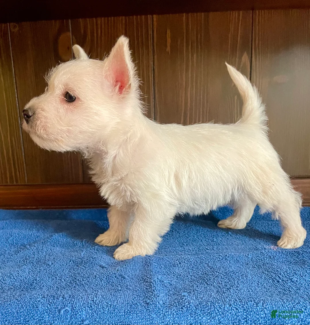 West Highland Terrier dogs for sale: West Highland Terrier 1 - Ad 1