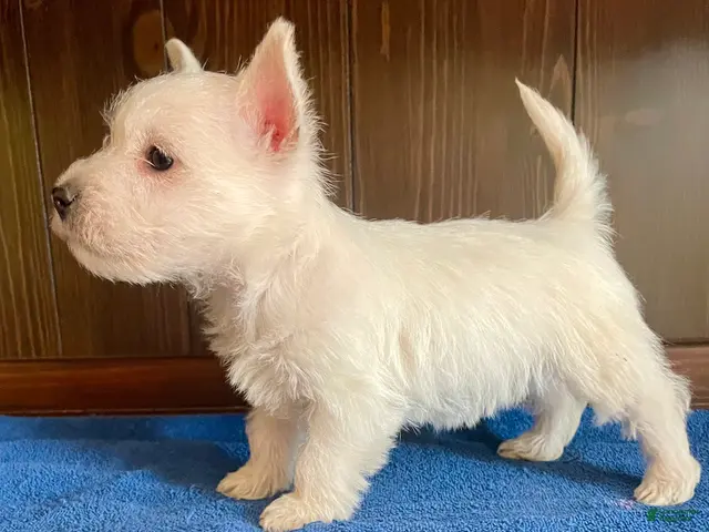 West Highland Terrier dogs for sale: West Highland Terrier 1 - Ad 31