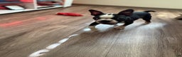Boston Terrier dogs for sale: Boston Terrier Puppy 1 - Ad 5