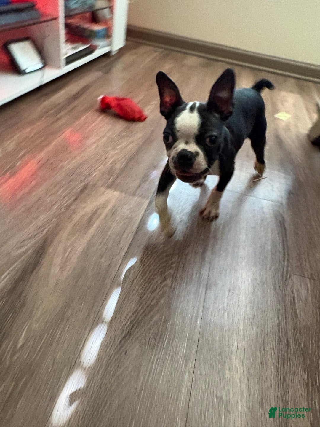 Boston Terrier dogs for sale: Boston Terrier Puppy 1 - Ad 5