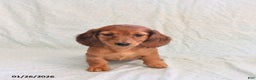 Miniature Dachshund dogs for sale: Jack   - Ad 4
