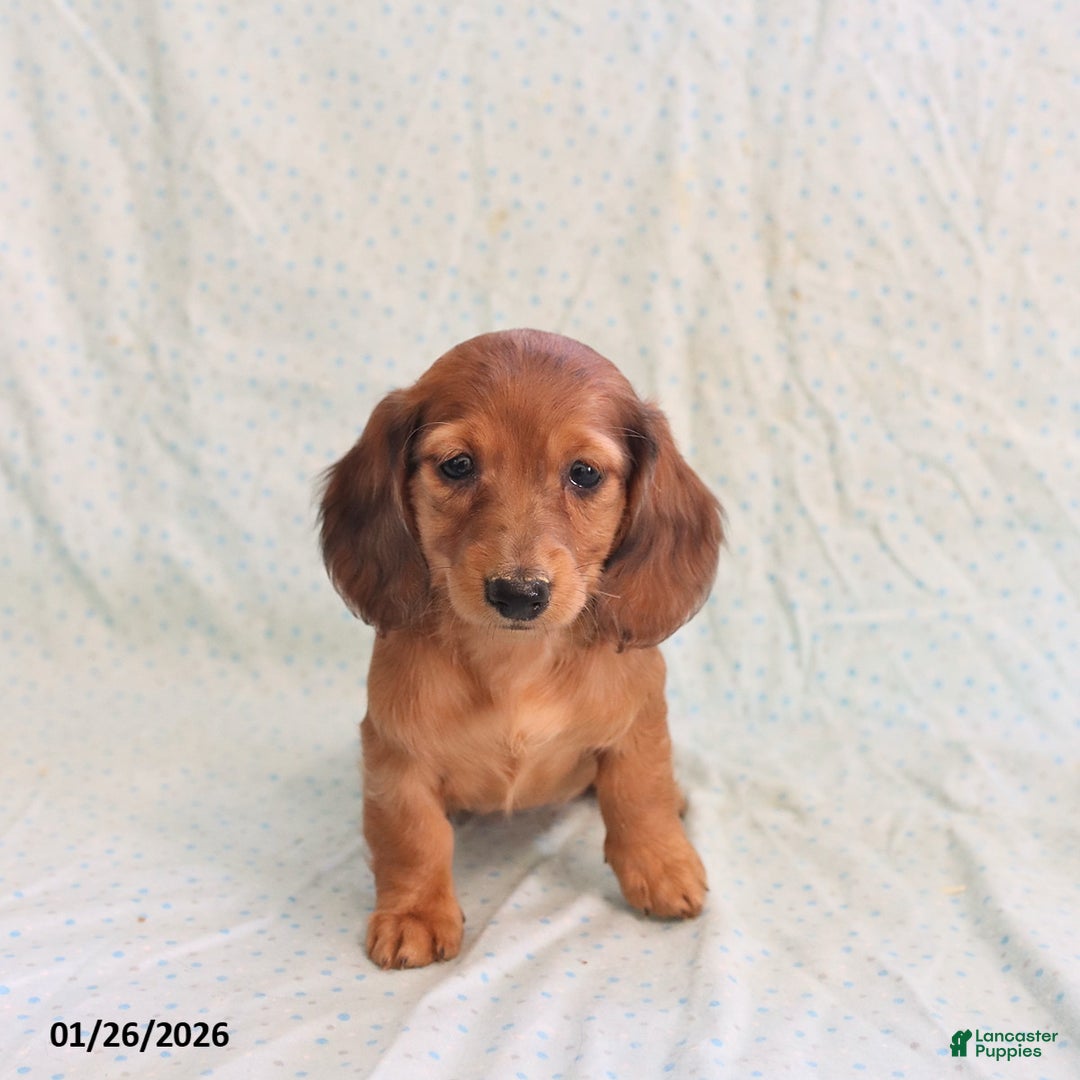 Miniature Dachshund dogs for sale: Jack   - Ad 4