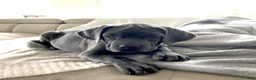 Cane Corso dogs for sale: Cane Corso Puppy 7 - Ad 4